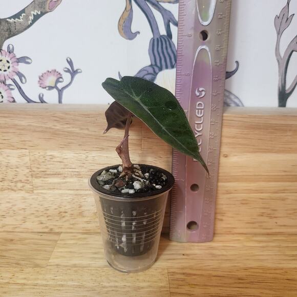 Alocasia Amazonica 'Polly' Elephant Ear Plant - Picture 7 of 12